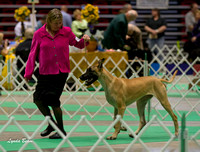 Great Danes