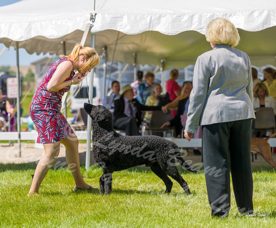 Dogshow 2022-06-17 Northeastern Illinois Kennel Club--134650