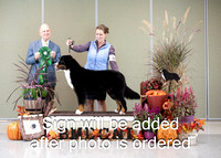 Dogshow 2024-10-26 BMDCNI Day 2--165431-4