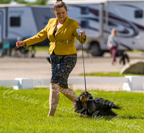 Dogshow 2022-06-17 Northeastern Illinois Kennel Club--152450-3