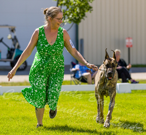 Dogshow 2022-06-17 Northeastern Illinois Kennel Club--144954-3