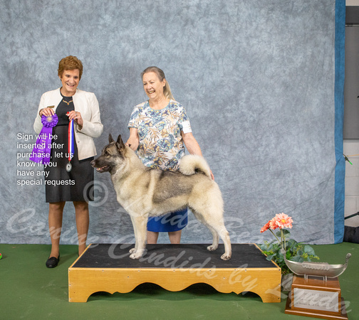 Dogshow 2022-07-03 NEINEA Win Photos --115244-3