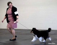 Dogshow 2025-03-01 2025 CSSC Candids --105857