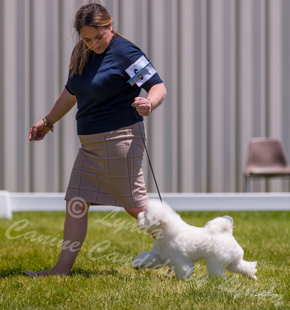 Dogshow 2022-06-19 Northeastern Illinois Kennel Club--122249-3