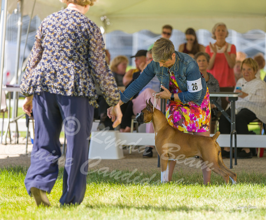 Dogshow 2022-06-17 Northeastern Illinois Kennel Club--145607