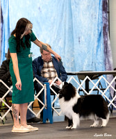Dogshow 2025-03-01 2025 CSSC Candids --102114