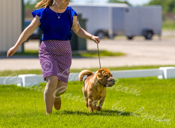 Dogshow 2022-06-17 Northeastern Illinois Kennel Club--140022