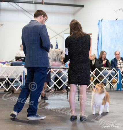 Dogshow 2025-03-01 2025 CSSC Candids --111125