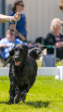 Dogshow 2022-06-17 Northeastern Illinois Kennel Club--134209-2