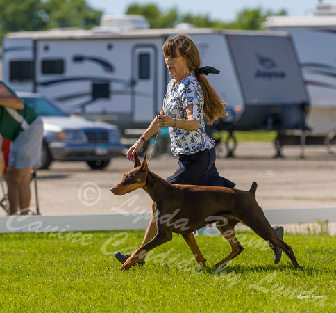 Dogshow 2022-06-17 Northeastern Illinois Kennel Club--152412