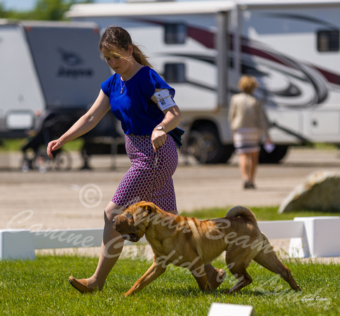 Dogshow 2022-06-17 Northeastern Illinois Kennel Club--140018-2