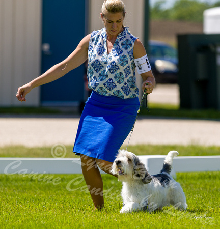Dogshow 2022-06-17 Northeastern Illinois Kennel Club--132855