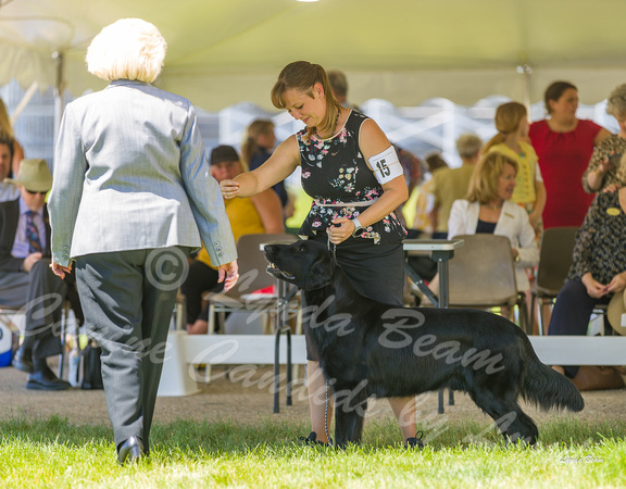 Dogshow 2022-06-17 Northeastern Illinois Kennel Club--134107