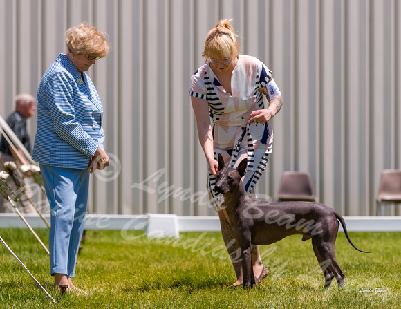 Dogshow 2022-06-19 Northeastern Illinois Kennel Club--121816