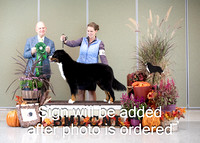 Dogshow 2024-10-26 BMDCNI Day 2--165431-3