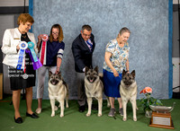Dogshow 2022-07-03 NEINEA Win Photos --115531
