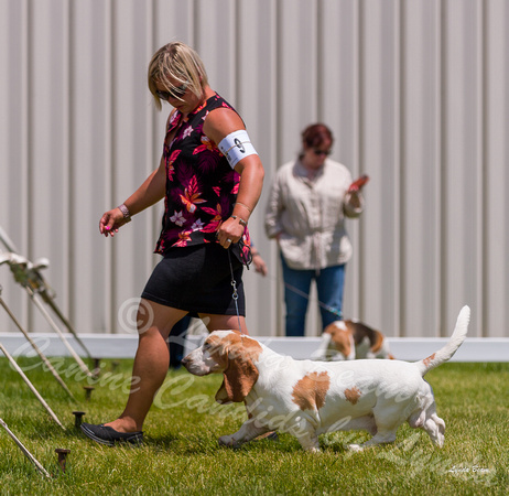 Dogshow 2022-06-19 Northeastern Illinois Kennel Club--124807