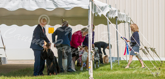 Dogshow 2022-06-19 Northeastern Illinois Kennel Club--140027-3