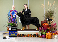 Dogshow 2024-10-26 BMDCNI Day 2--164547-4