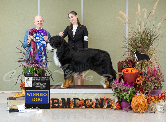 Dogshow 2024-10-26 BMDCNI Day 2--164547-4