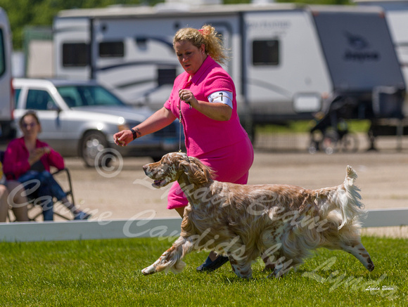 Dogshow 2022-06-17 Northeastern Illinois Kennel Club--133959-5