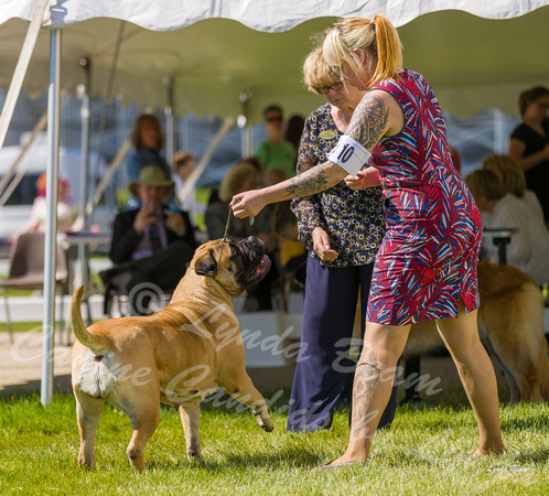 Dogshow 2022-06-17 Northeastern Illinois Kennel Club--150044-3