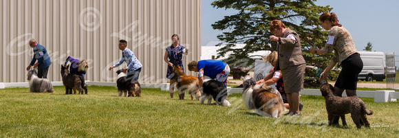 Dogshow 2022-06-19 Northeastern Illinois Kennel Club--123652