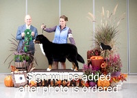 Dogshow 2024-10-26 BMDCNI Day 2--165433-2