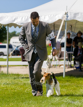 Dogshow 2022-06-17 Northeastern Illinois Kennel Club--143405