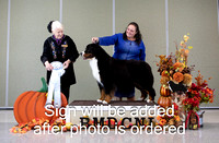 Dogshow 2024-10-25 BMDCNI Day 1--162900