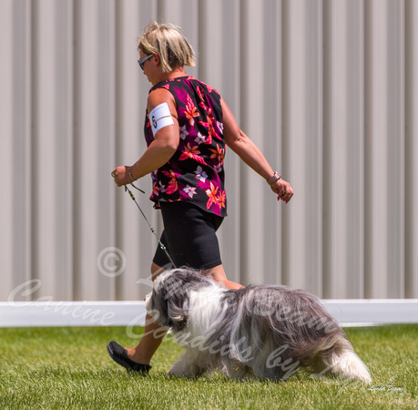 Dogshow 2022-06-19 Northeastern Illinois Kennel Club--123457