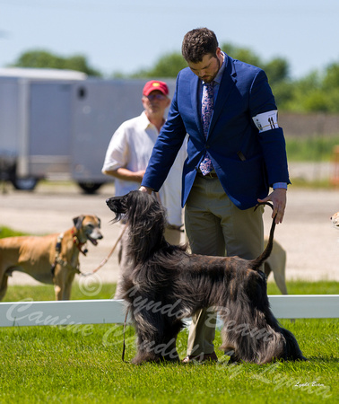 Dogshow 2022-06-17 Northeastern Illinois Kennel Club--133230