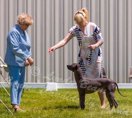 Dogshow 2022-06-19 Northeastern Illinois Kennel Club--121815