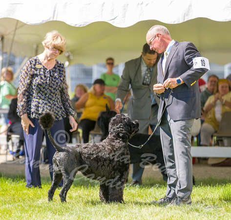 Dogshow 2022-06-17 Northeastern Illinois Kennel Club--145053