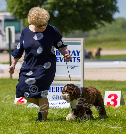 Dogshow 2022-06-17 Northeastern Illinois Kennel Club--131412-4