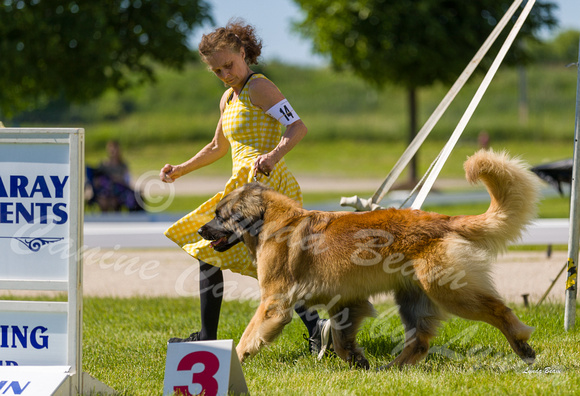 Dogshow 2022-06-17 Northeastern Illinois Kennel Club--150223-2