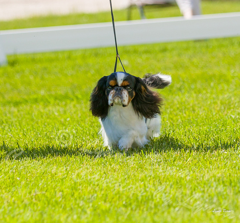 Dogshow 2022-06-17 Northeastern Illinois Kennel Club--142132-5