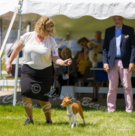 Dogshow 2022-06-17 Northeastern Illinois Kennel Club--132743-3