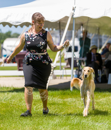 Dogshow 2022-06-17 Northeastern Illinois Kennel Club--132211-3