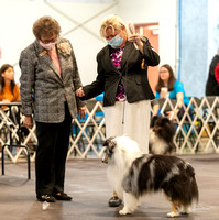 Dogshow 2022-03-05 CSSC Show 2 Candids --172810
