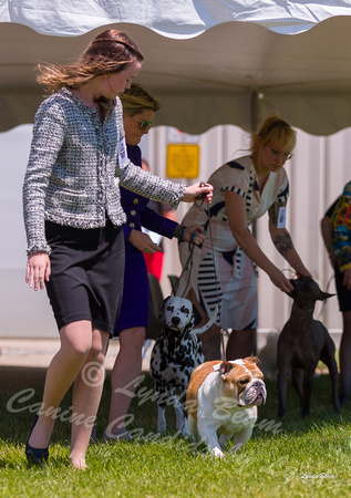 Dogshow 2022-06-19 Northeastern Illinois Kennel Club--122625-5