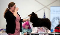 Dogshow 2025-03-01 2025 CSSC Candids --105723
