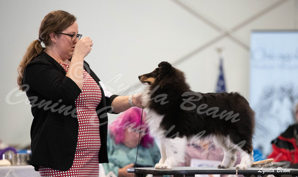 Dogshow 2025-03-01 2025 CSSC Candids --105723
