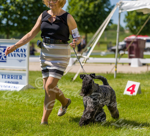 Dogshow 2022-06-17 Northeastern Illinois Kennel Club--143025-2