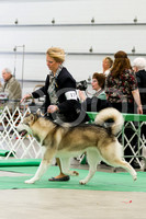Alaskan Malamutes - Fond Du Lac KC Saturday April 21 2012