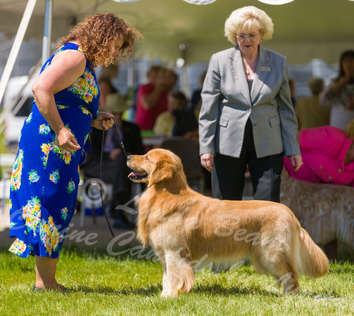Dogshow 2022-06-17 Northeastern Illinois Kennel Club--133852