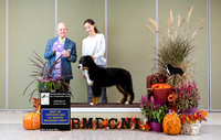 Dogshow 2024-10-26 BMDCNI Day 2--165747-3