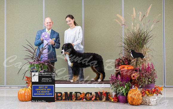 Dogshow 2024-10-26 BMDCNI Day 2--165747-3