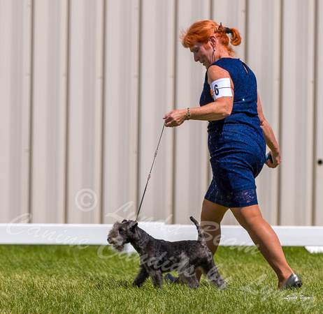 Dogshow 2022-06-19 Northeastern Illinois Kennel Club--134340-2