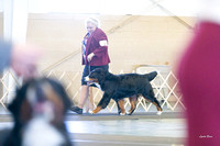 Dogshow 2017-10-29 BMDCNI Day 2--151526
